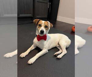 Jack Russell Terrier-Unknown Mix Dogs for adoption in Davis, CA, USA