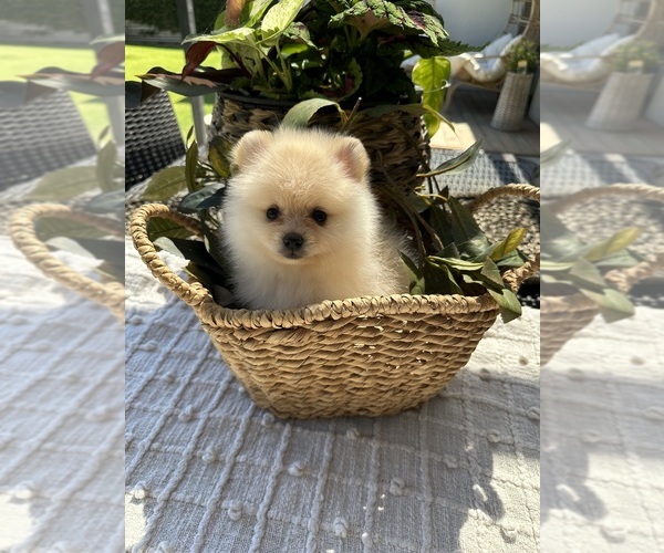 Medium Photo #10 Pomeranian Puppy For Sale in BAKERSFIELD, CA, USA