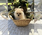 Small #9 Pomeranian
