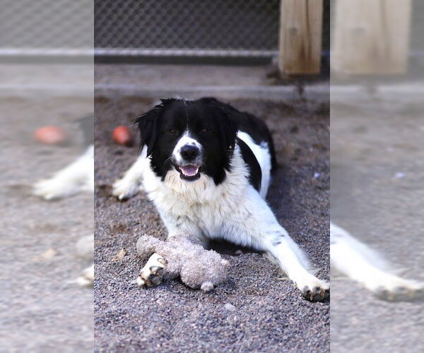 Medium Photo #4 Border Collie-Great Pyrenees Mix Puppy For Sale in Webster, WI, USA
