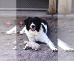 Small #3 Border Collie-Great Pyrenees Mix