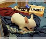 Small #2 Chihuahua