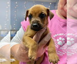 Small Photo #3 Mutt Puppy For Sale in Gilberts, IL, USA