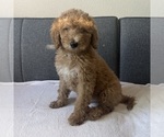 Image preview for Ad Listing. Nickname: Litter of 3