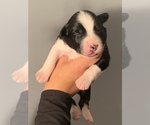 Small Photo #9 Australian Shepherd Puppy For Sale in E BROOKFIELD, MA, USA