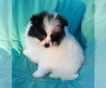 Small Photo #1 Pomeranian Puppy For Sale in WEST PALM BEACH, FL, USA