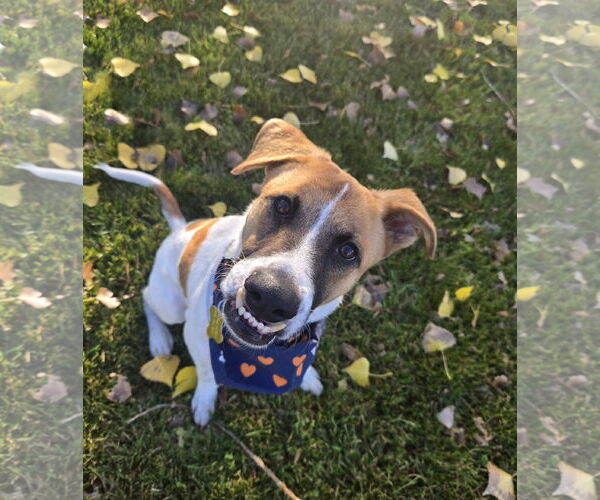 Medium Photo #2 Mutt Puppy For Sale in Sandy, UT, USA