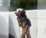 Small #1 Yorkshire Terrier