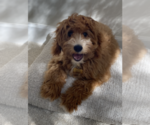 Small Photo #4 Cavapoo Puppy For Sale in EL DORADO HILLS, CA, USA