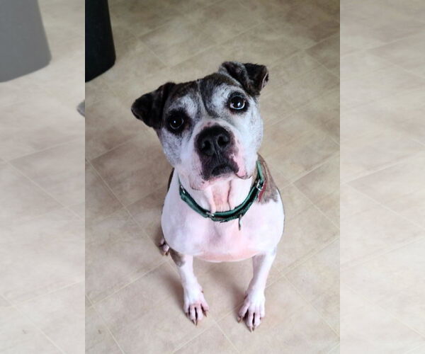 Medium Photo #3 American Pit Bull Terrier-Unknown Mix Puppy For Sale in Spotsylvania, VA, USA