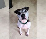 Small #2 American Pit Bull Terrier Mix