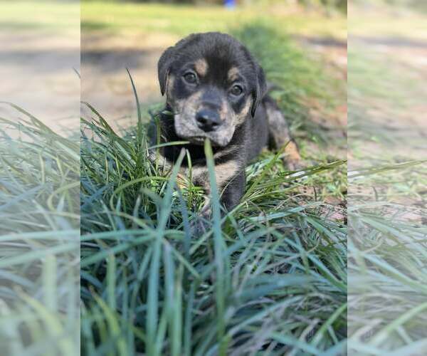 Medium Photo #1 Rottweiler-Unknown Mix Puppy For Sale in Mount Pleasant, SC, USA