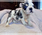 Puppy Snickers Bulldog