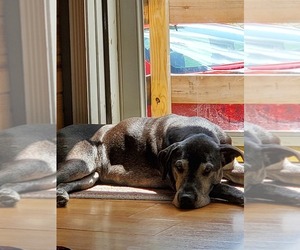 Labrador Retriever Dogs for adoption in UNION CITY, PA, USA