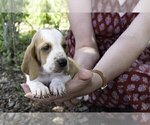 Puppy Sophy Basset Hound
