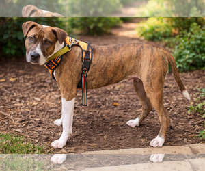 Retriever -Unknown Mix Dogs for adoption in Holly Springs, NC, USA