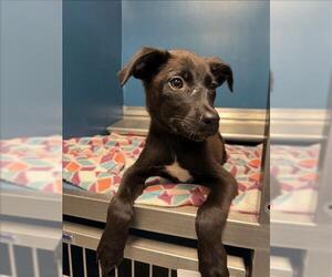 Labrador Retriever-Unknown Mix Dogs for adoption in Conroe, TX, USA
