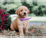 Small #1 Golden Retriever