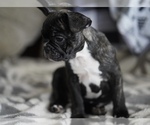 Small Photo #5 French Bulldog Puppy For Sale in TAMPA, FL, USA