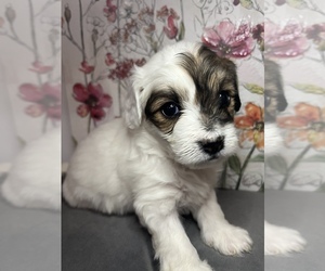 Bichon Frise-Yo-Chon Mix Puppy for sale in TAMPA, FL, USA