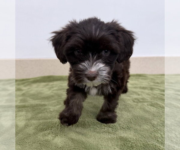 Medium Photo #1 Poodle (Miniature)-Unknown Mix Puppy For Sale in Lakewood, CO, USA