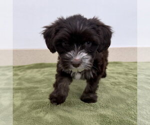 Poodle (Miniature)-Unknown Mix Dogs for adoption in Lakewood, CO, USA