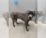 Small Mutt