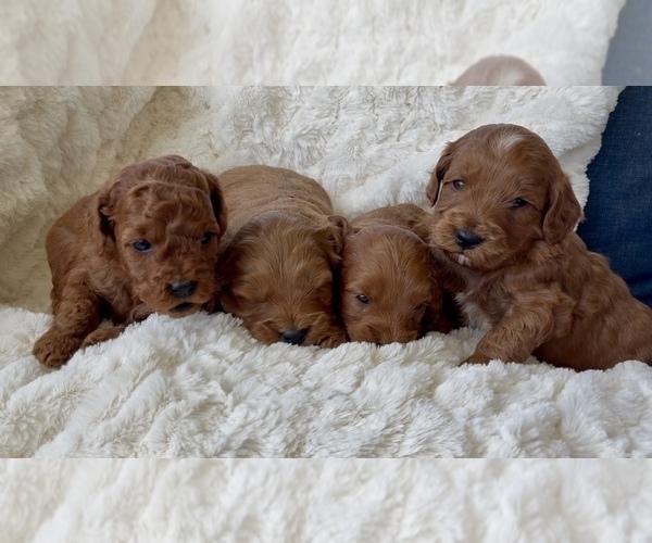 Medium Photo #19 Goldendoodle mix (+ Poodle Miniature) Puppy For Sale in RANDOLPH, WI, USA