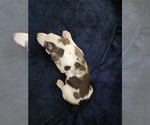 Small #19 Catahoula Leopard Dog