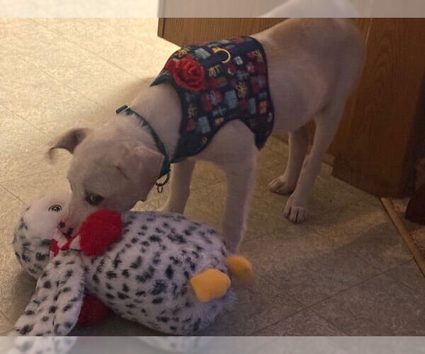 Medium Photo #7 Mutt Puppy For Sale in Princeton, MN, USA