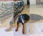 Small #11 Doberman Pinscher