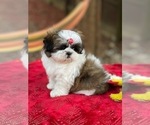 Small Photo #2 Shih Tzu Puppy For Sale in SUGAR HILL, GA, USA