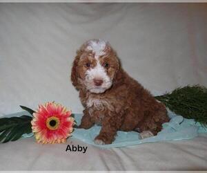 Goldendoodle (Miniature) Puppy for sale in GREENBANK, PA, USA