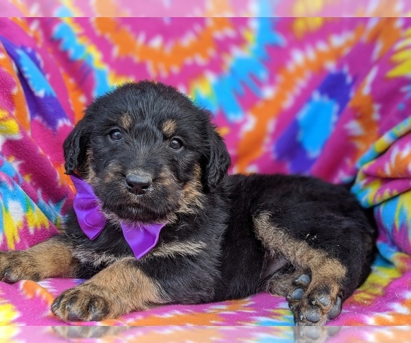 Medium Photo #5 Rottle Puppy For Sale in KIRKWOOD, PA, USA