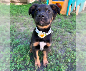 Australian Shepherd-Unknown Mix Dogs for adoption in Brooklyn Center, MN, USA
