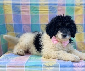 Bernedoodle Puppy for sale in LANCASTER, PA, USA