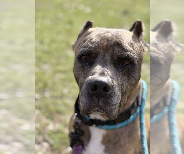 Medium Photo #1 Mutt Puppy For Sale in Elmsford, NY, USA