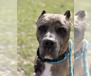 Mutt Dogs for adoption in Elmsford, NY, USA