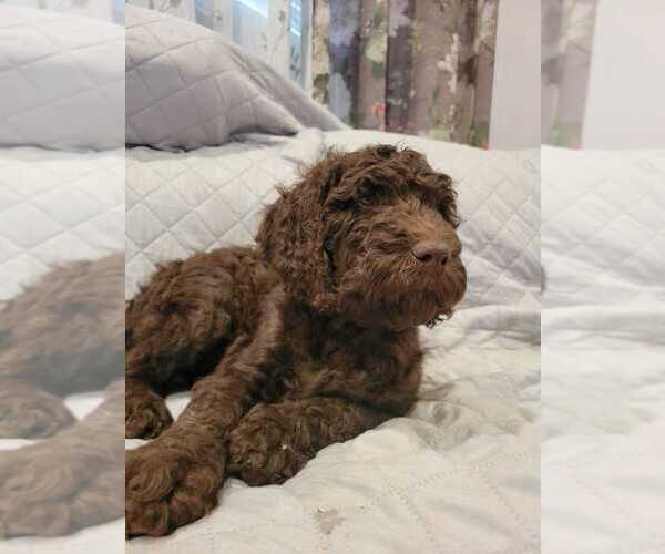 Medium Photo #22 Goldendoodle Puppy For Sale in WASHINGTON, DC, USA
