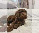 Small #21 Goldendoodle