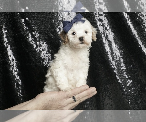 Medium Photo #109 Poodle (Toy) Puppy For Sale in WARSAW, IN, USA