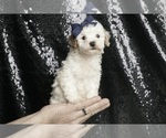Small Photo #109 Poodle (Toy) Puppy For Sale in WARSAW, IN, USA