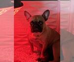 Small Photo #4 French Bulldog Puppy For Sale in VACAVILLE, CA, USA