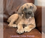 Small Photo #26 Cane Corso Puppy For Sale in LA PLATA, MD, USA