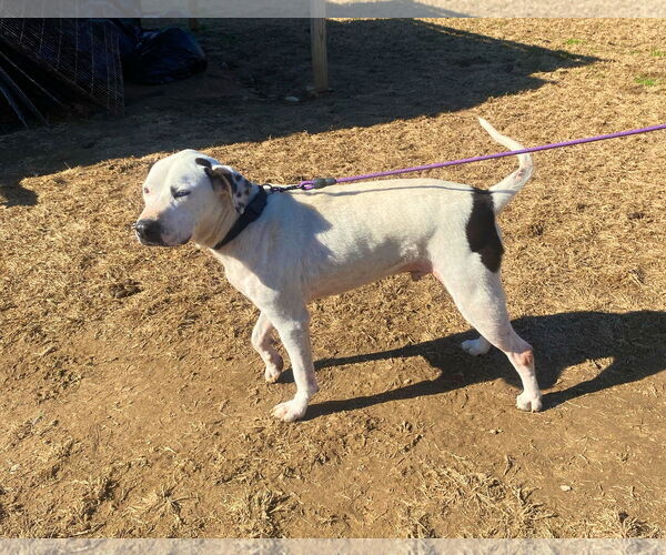 Medium Photo #3 Mutt Puppy For Sale in White Bluff, TN, USA