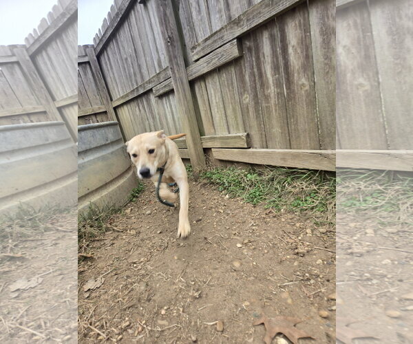 Medium Photo #4 Mutt Puppy For Sale in Jackson, MS, USA