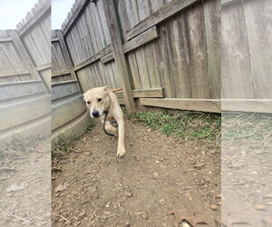 Rose - Female Mutt Dog for Adoption - Photo #4