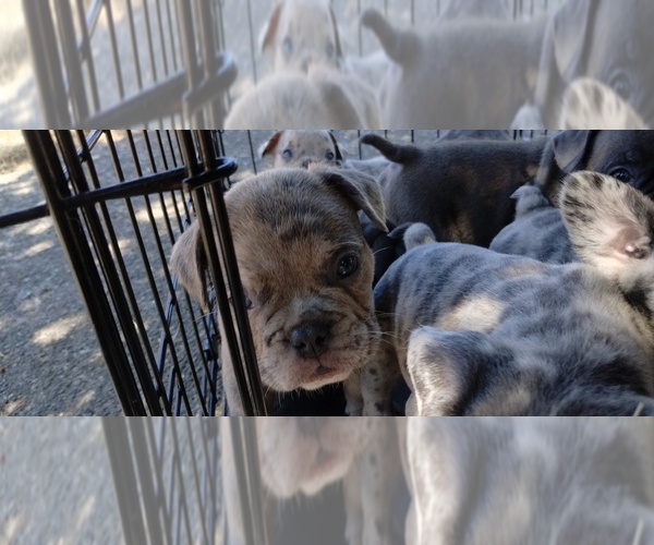 Medium Photo #1 American Bully-French Bulldog Mix Puppy For Sale in PORTLAND, OR, USA
