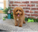 Small #3 Cavapoo (Miniature)