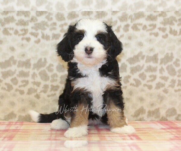 Medium Photo #3 Miniature Bernedoodle Puppy For Sale in DENVER, PA, USA